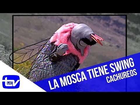 La Mosca tiene swing | Cachureos