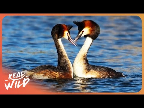 Dehesa: Europe's Ancient Ecosystem | 4K