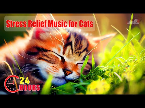 24 Hours Stress Relief Music for Cat😺 Cure Separation Anxiety Cats Music & Cats Calming Music