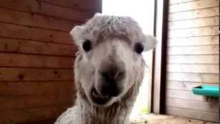 preview picture of video 'Suri Alpaca, Bella, Chewing her Cud -  Firwood Farm Alpacas, Fife, WA'