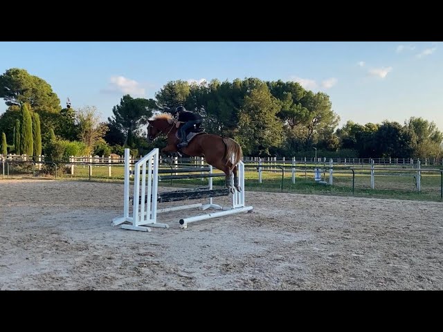 Yegua Silla Francés En venta 2020 Alazán