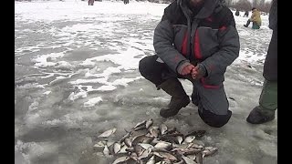 Прикормка coppens red halibut super crush