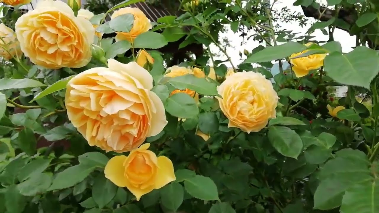 Роза Голден Селебрейшн (Golden Celebration)