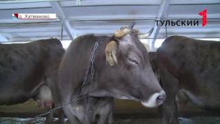 Сколько стоит домашнее молоко на ферме в Алексине