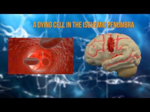 How the brain can repair itself and reconnect?