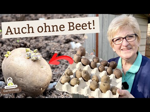 This is how you grow potatoes cleverly and in a space-saving way - even without free beds!