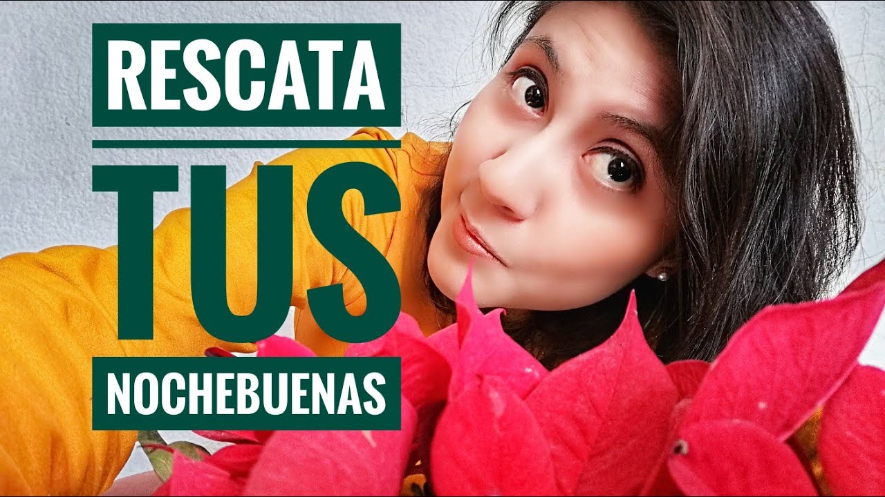 Rescatando nochebuenas