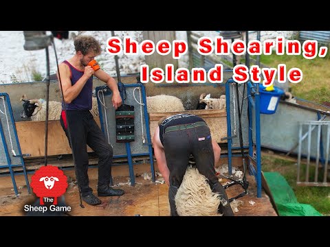 SHEARING SCOTCH BLACKFACE and RYELAND SHEEP on the ISLE OF ARRAN