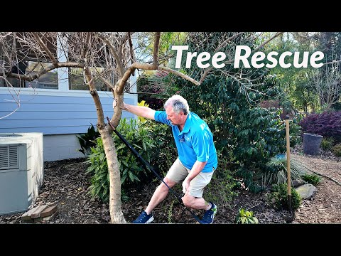 Rescuing a Small Tree in the Garden - Staking and Pruning a Vitex