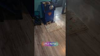 Dog that eats in a box! #dogshorts #pets #petsrule #cutedog #dogmom