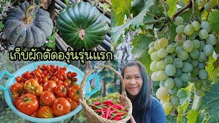 เย้!! องุ่นได้ตัดแล้ว​ ลงสวน​เก็บ​ผักผลไม้​งามๆ.Ep93/2025
