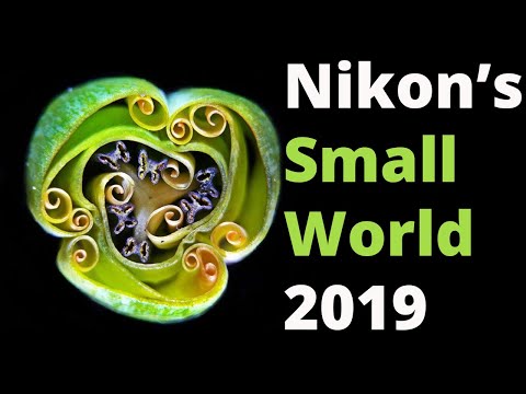 Photomicrography-Nikon’s Small World 2019