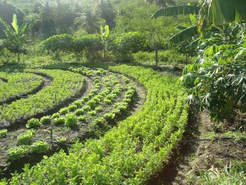 Direitos Humanos - Incentivos à agricultura familiar e Cúpula dos Sistemas Alimentares - 12/05/2021