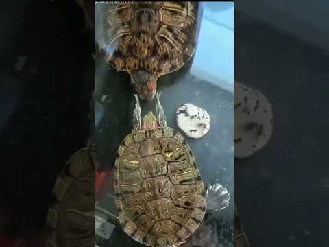 turtle slap #cute #shorts #animals