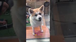 #秋田犬の暮らし #ニューヨークの秋田犬 #娘 #癒し #可愛い #シャンプー#綺麗#鼻に毛#可愛い#秋田犬の暮らし❣️春ちくん❣️女の子