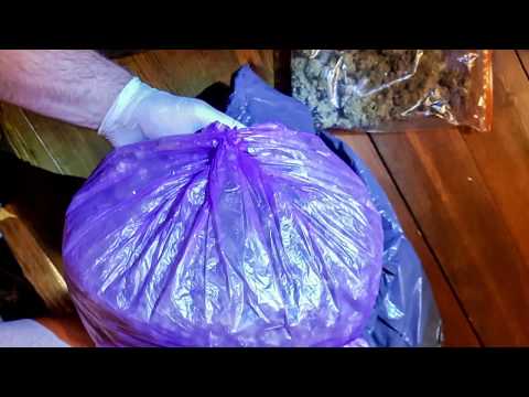 Akcja lubuskich antyterrorystów. Likwidacja plantacji marihuany. 30 kg i 312 krzaków.