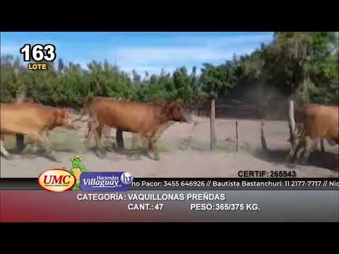Lote 47 Vaquillonas C/ gtia de preñez en Bella Vista, Corrientes