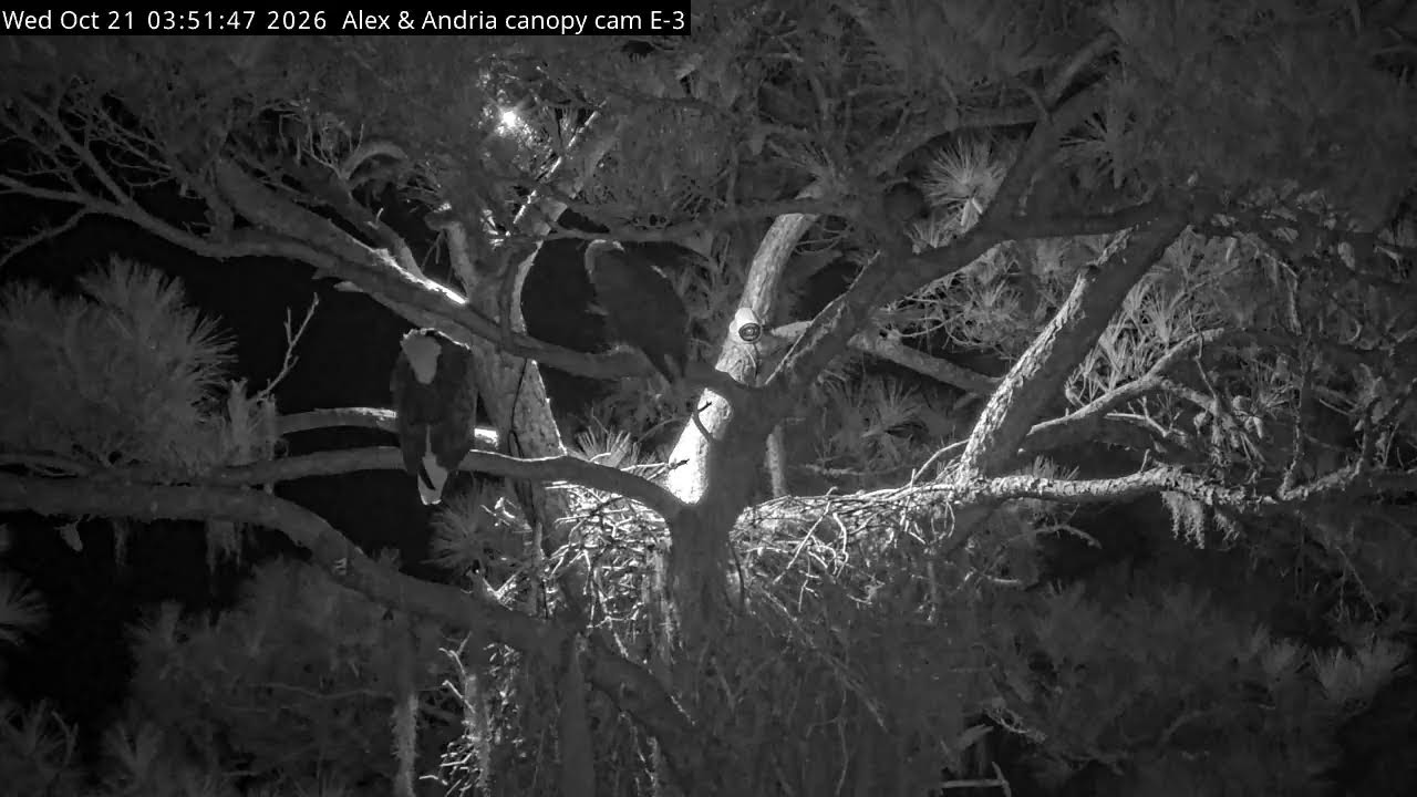 Vista en directo de la webcam Nido de Águila Calva en Pino Loblolly