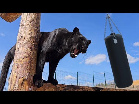 Luna the panther and punching bag 🍐(ENG SUB)