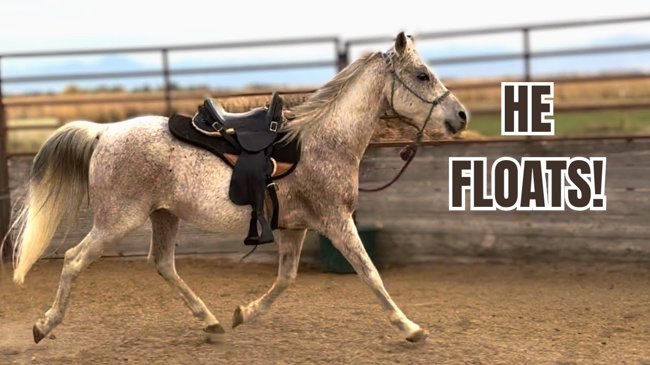 My $600 auction Arabian is getting STRONG! ❤️ Ziggy gets a new saddle!