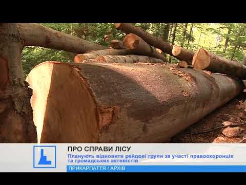 В прикарпатських лісах встановили відеокамери,  щоб боротись із незаконними вирубками дерев (відео)