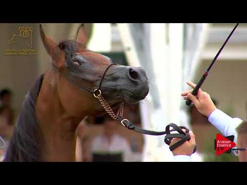 N.71 POTENTILLA - 2017 Pride Of Poland - 4/6 Years Old Mares (Class 7B)