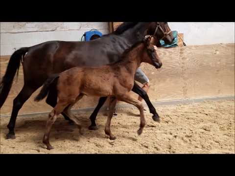 Global Player - Sir Donnerhall, Hengstfohlen, geb. März 2020