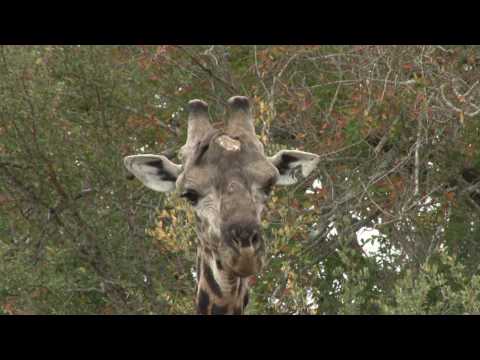 safari.tv diary - 10 june 2010