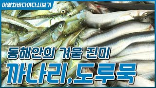 동해안의 겨울 진미 까나리와 도루묵 #까나리칼국수 #도루묵구이 #도루묵찜