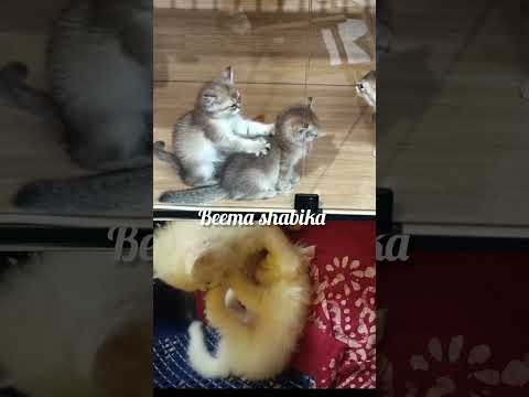 cat's funny videos 🤣💫 #cat #catfunny #trendingshorts #catvideos #petlover