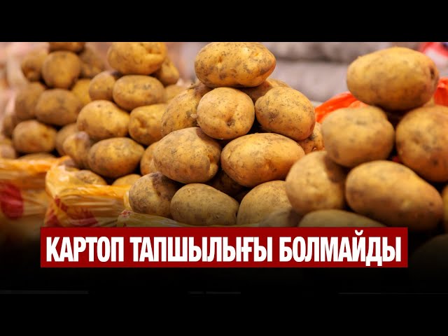 Картоп тапшылығы болмайды