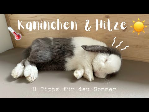, title : 'Kaninchen & Hitze - Tipps für den Sommer | Stupsnasenbande'
