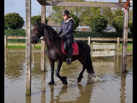 Stal Okkema's Kayla - Jillis x Nanno - mare in foal - 1.60 - 2011