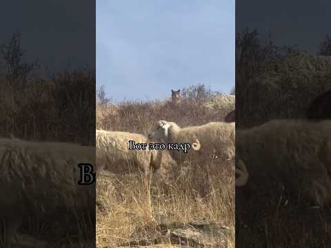 Вот это взгляд😳🔥#рек #волк#собака