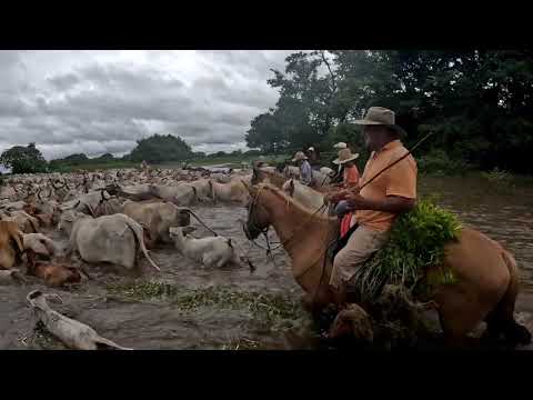 FLAT WORK BETWEEN WATER, BULLS AND HORSES.