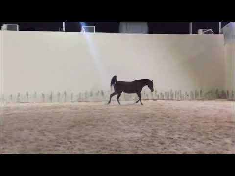 سزاديا إبنة  البطل العالمي كحيل الشقب