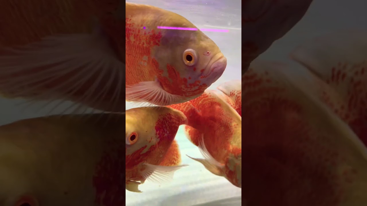 YouTube Short thumbnail