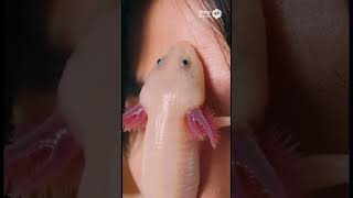ウーパールーパーが額にささってて草