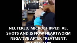 Please...Never Give Up On Me/paws patrol march 2, 2013 movie My Movie