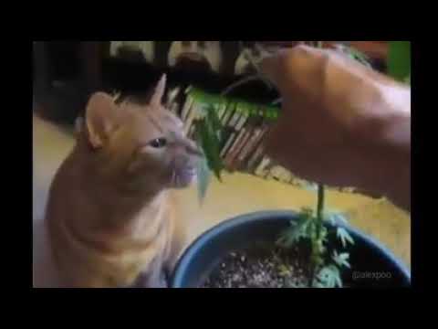 Ganja cat