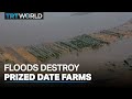 Floods destroy Pakistan's prized date farms