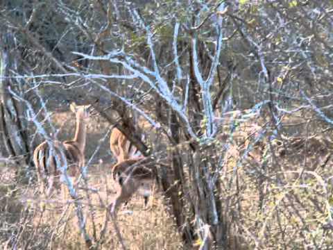 Antelope on Alert in Kruger Park, South Africa
