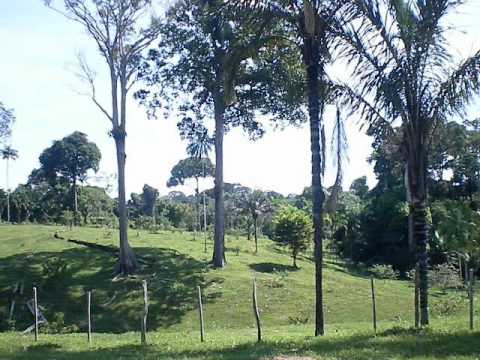 Cantos da floresta 