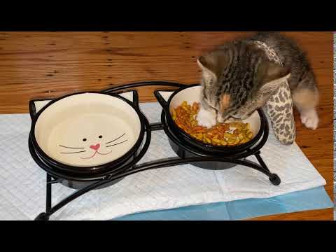 Keisha the cat eats with a broken arm