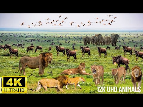 4K African Wildlife at Amboseli National Park – One of Africa’s Most Iconic Wildlife Sanctuaries!
