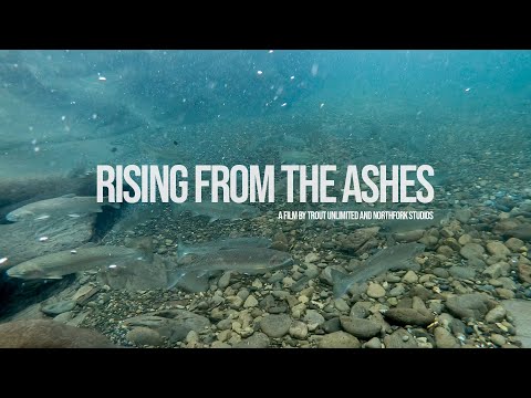 Rising from the Ashes