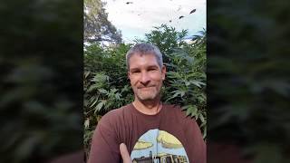 preview picture of video 'Growing Within The Emerald Triangle   July 2018'
