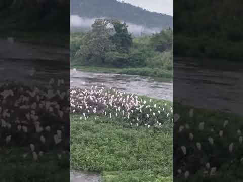 eu acordo junto com as garsas rio de conta ipiau bahia diviza com japomerin pantanal das garsas