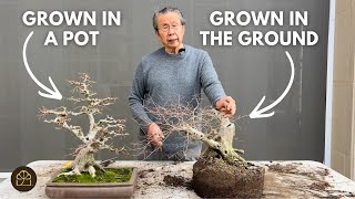 Bonsai Techniques: Growing Your Bonsai Trees Fast (ft. Rare Korean Hornbeams)