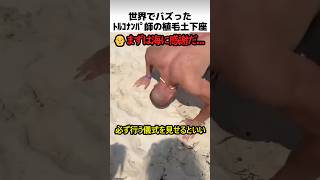 トルコ人の砂浜土下座理由